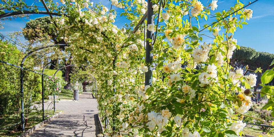 Hedge of White Roses in the Garden of Rome