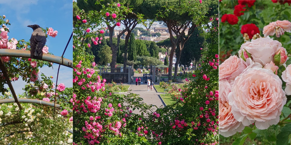Inspiration Ideas for photos in the rose garden in Rome