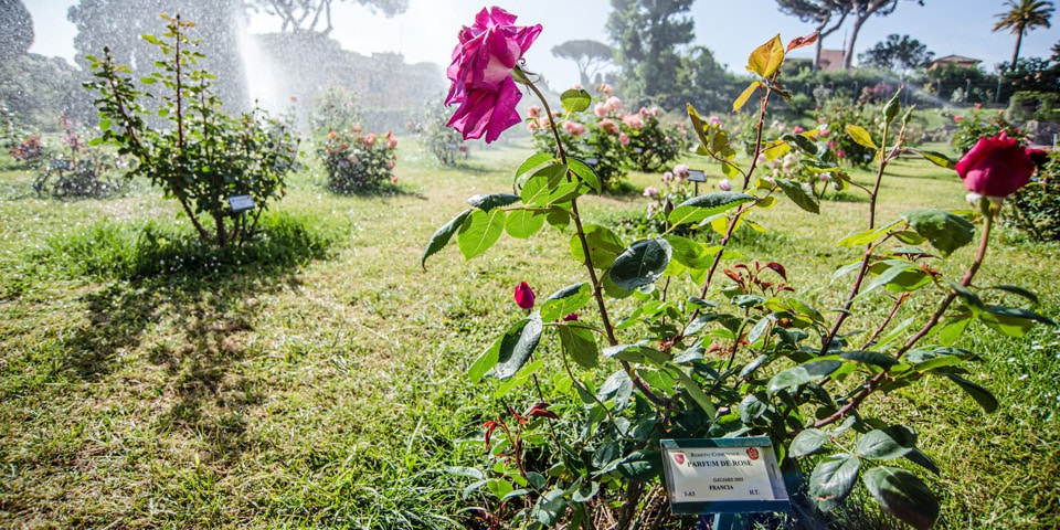 flower labeled botanical name and origin Rose Garden Rome